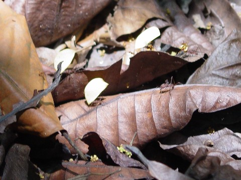 Leaf Cutter Ants